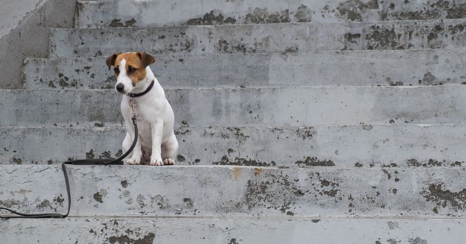 愛犬が階段を降りられない理由とは？考えられる病気やケガ・対策を徹底解説のアイキャッチ画像