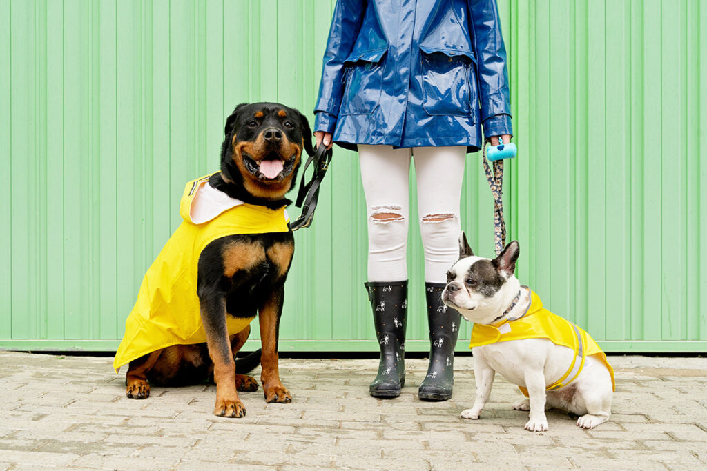 犬用介護用品レンタルサービスを選ぶ基準のイメージ