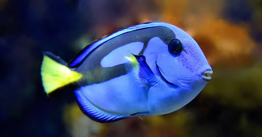 海水魚の飼育に適した比重の目安