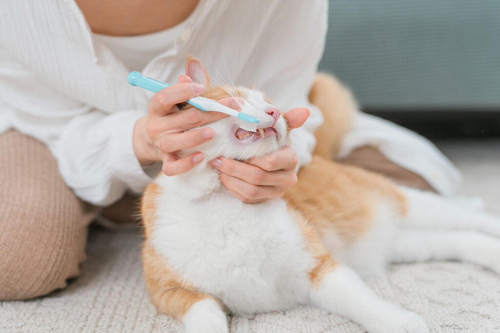 猫の歯石除去を自分で行うリスクのイメージ