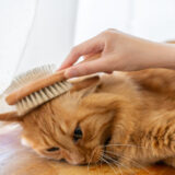 猫が吐くときの対策とは？原因や危険な症状の見分け方、予防法を解説