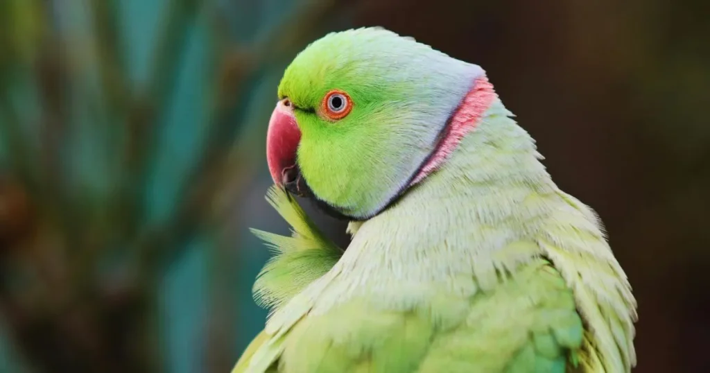 インコに桃を食べさせる際の正しい方法