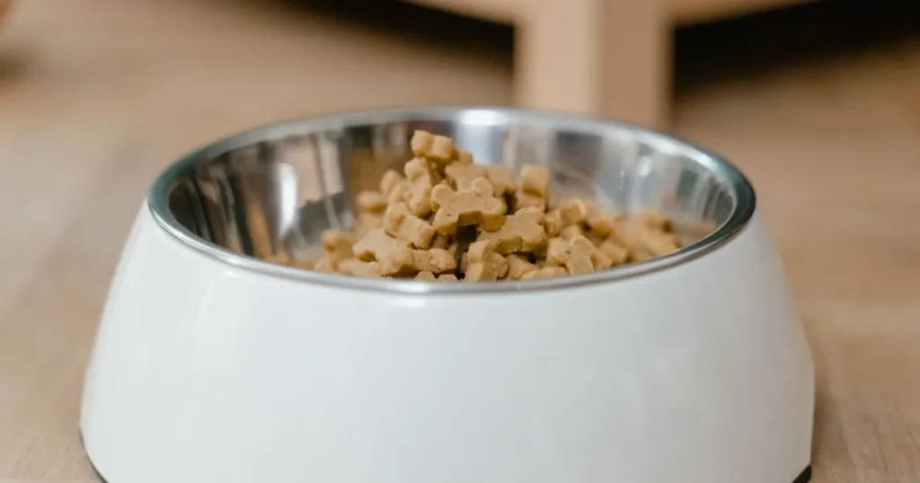 犬がフードを食べないのにおやつは食べる原因とは