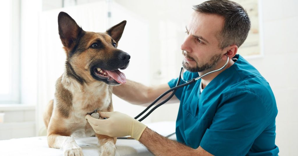 動物病院を受診すべき危険なサインと目安