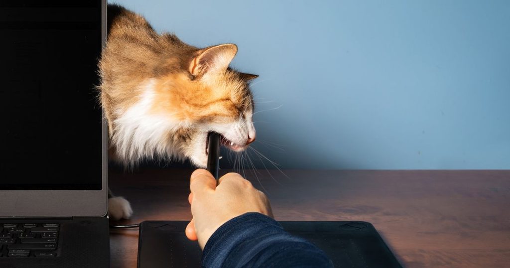 猫がコードを噛むことで引き起こされる3大リスクのイメージ