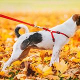 犬のハーネスが抜ける原因と対策を徹底解説！すっぽ抜けを防ぐ選び方