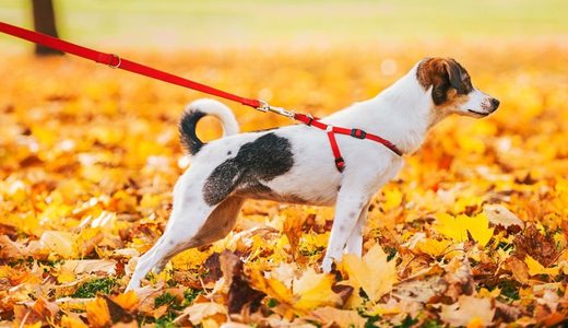 犬のハーネスが抜ける原因と対策を徹底解説！すっぽ抜けを防ぐ選び方