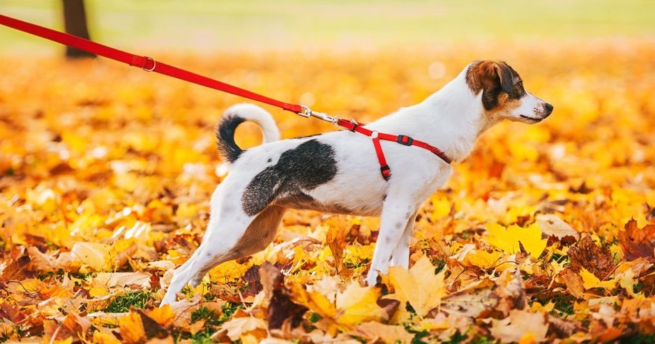 犬のハーネスが抜ける原因と対策を徹底解説！すっぽ抜けを防ぐ選び方