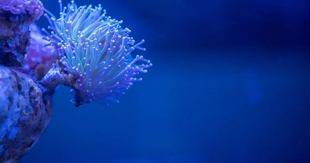 海水魚の飼育で比重を高めに設定するメリットと注意点