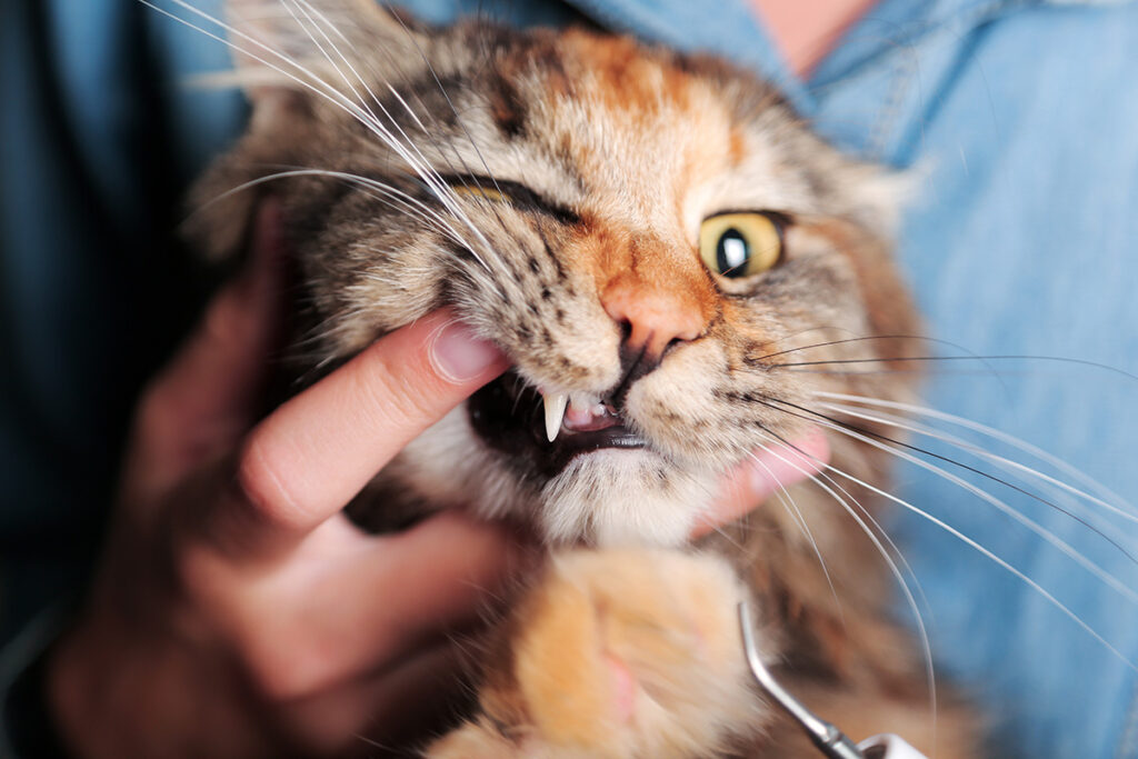 猫の歯石除去は何歳まで可能？年齢制限と麻酔リスクのイメージ