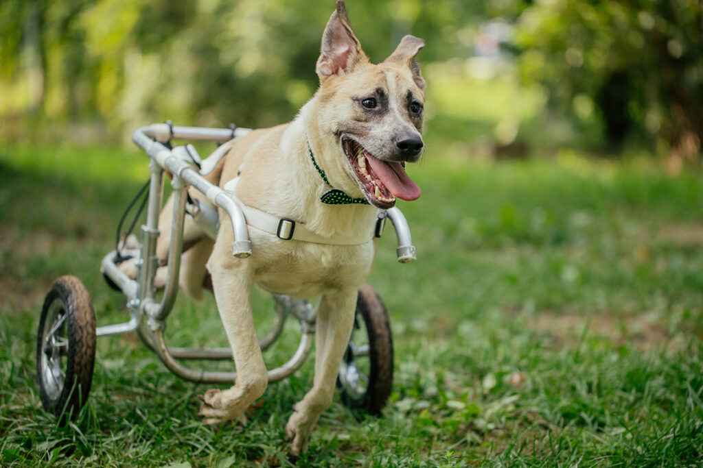 レンタルを賢く活用して愛犬の快適なシニアライフを支えるイメージ