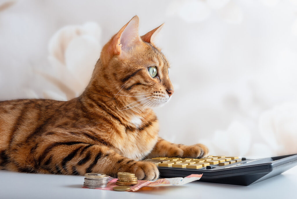 ペット（猫）の歯石除去にかかる費用のイメージ