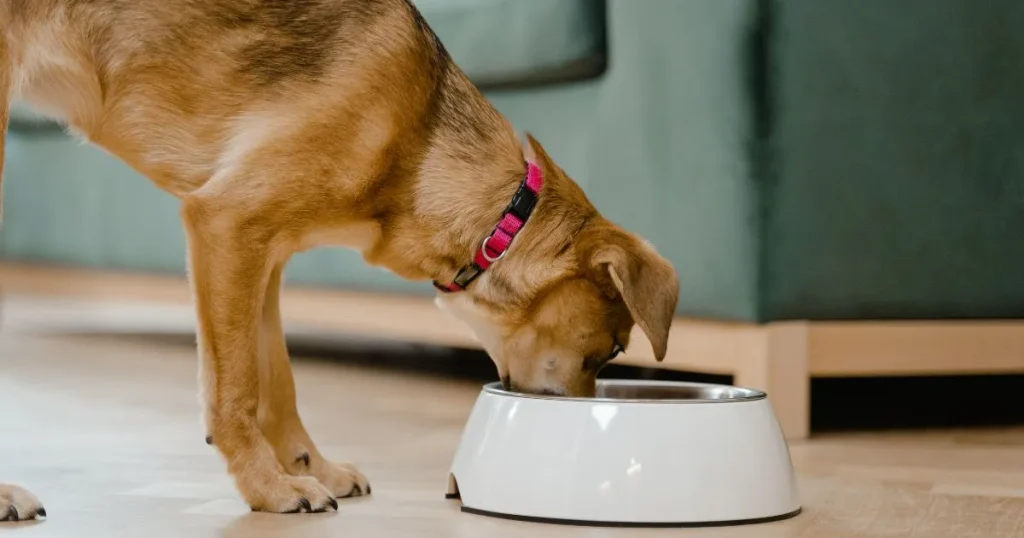 犬がフードを食べないのにおやつは食べる原因