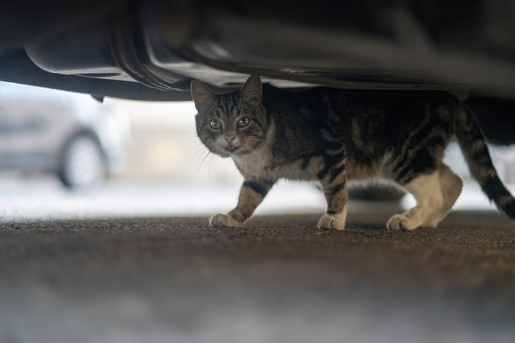 脱走した猫の探し方イメージ