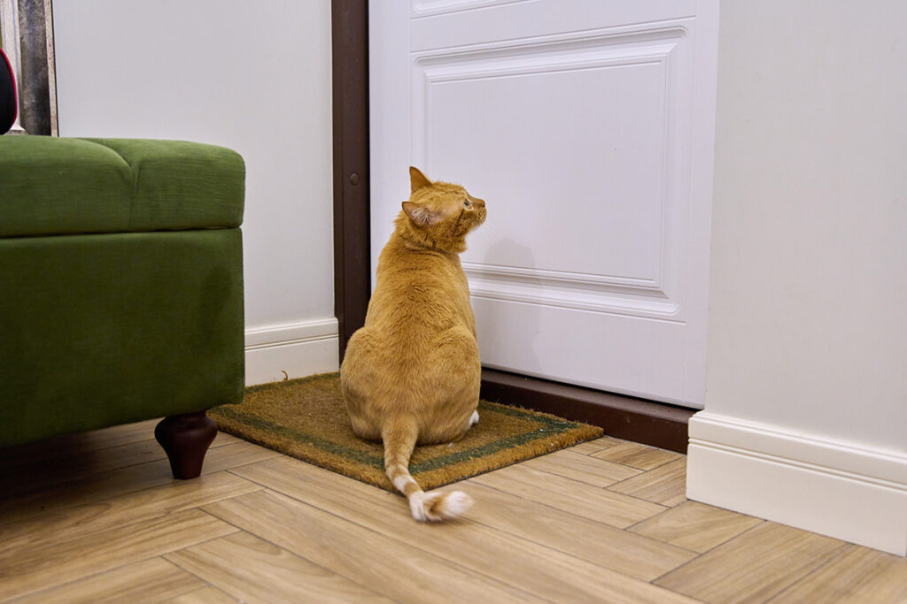 猫の脱走防止をして尊い命を守るイメージ