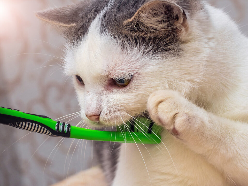 猫の歯石取りは、愛猫の健康寿命を左右するイメージ