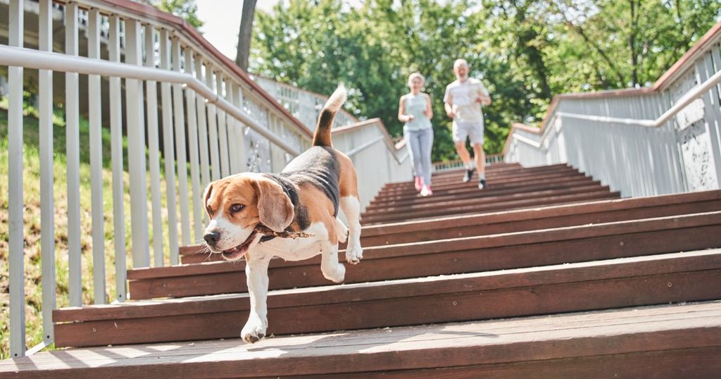 まとめ犬階段を降りれない原因