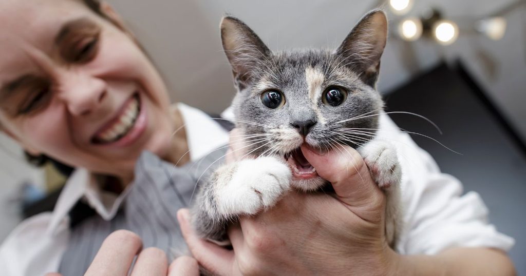 まとめ猫コードまとめ