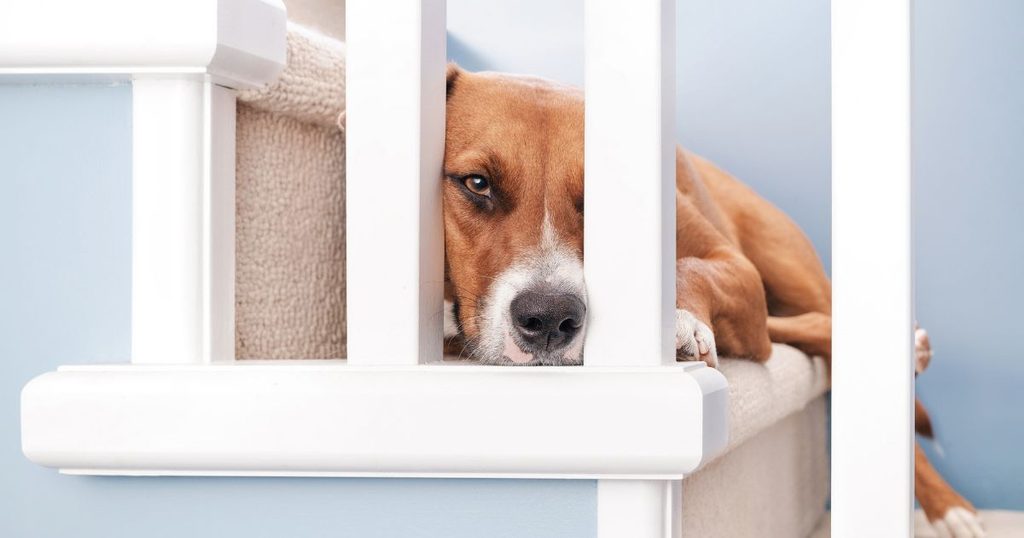 犬が階段を降りられない理由とは?考えられる5つの原因