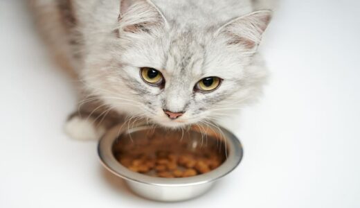 健康な猫に療法食を与えても大丈夫？与えるリスクと正しいフード選びを解説 