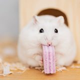 ハムスターの噛み癖の治し方｜本能を理解した原因別の対処法と信頼関係の築き方