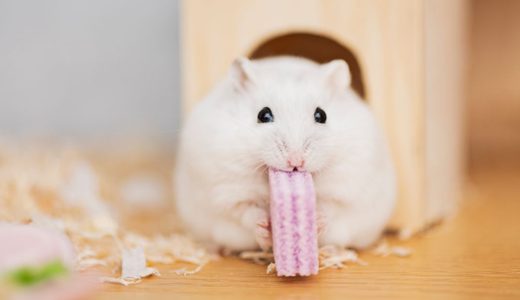 ハムスターの噛み癖の治し方｜本能を理解した原因別の対処法と信頼関係の築き方