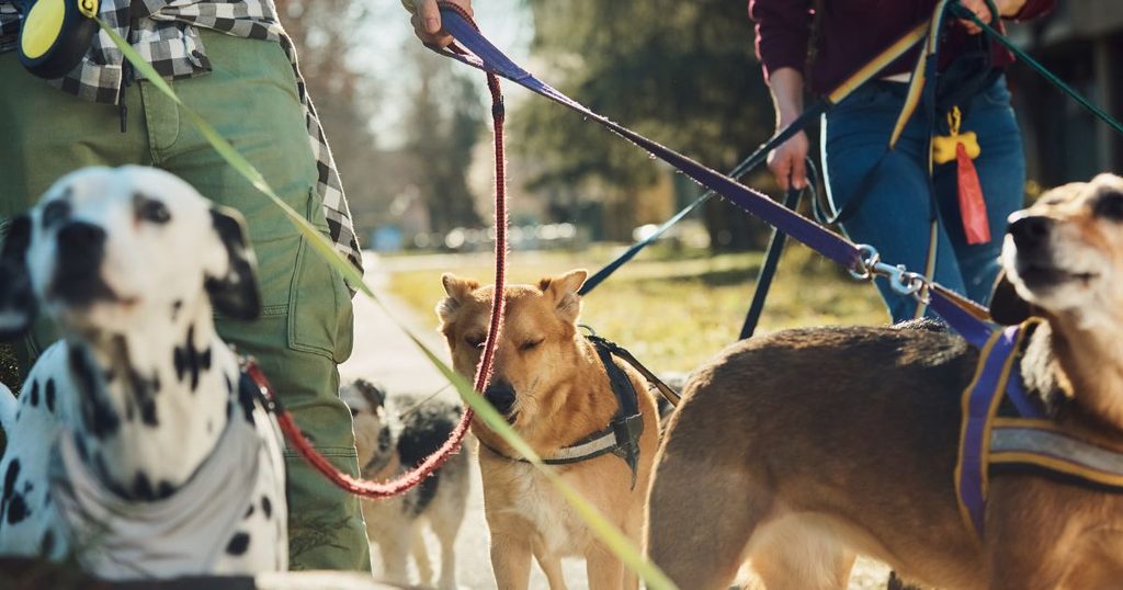 ハーネスが抜けやすい犬種と体型別の特徴
