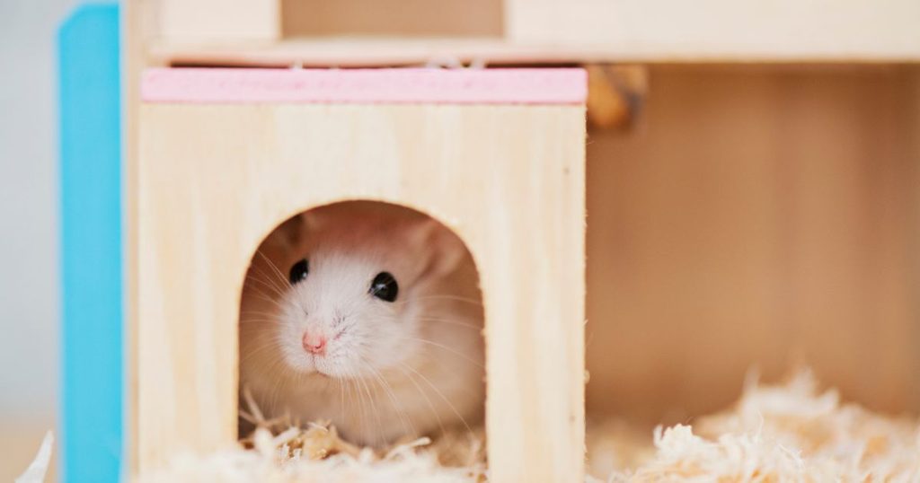 噛みつきを防ぎストレスを軽減する飼育環境の構築