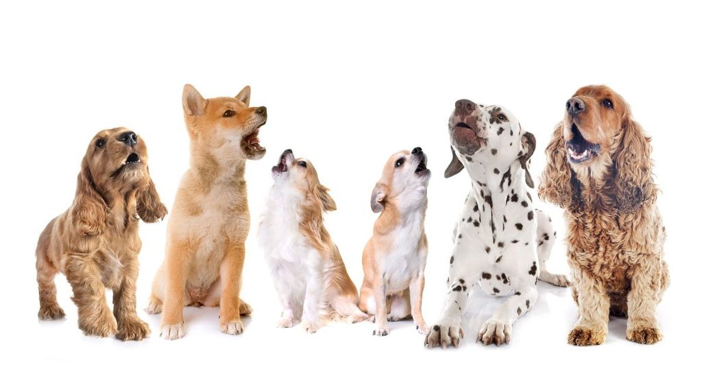 犬の遠吠え対策まとめのイメージ画像