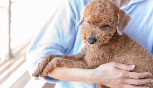 ペットシッターは老犬にも利用できる？頼めることや料金相場、選び方を解説
