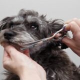 シニア犬のトリミング頻度はどれくらい？老犬に負担をかけないケア方法を解説