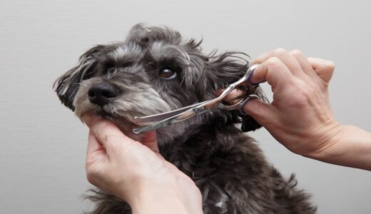 シニア犬のトリミング頻度はどれくらい？老犬に負担をかけないケア方法を解説