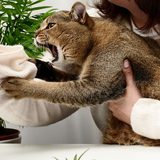 猫がコードを噛む理由と感電事故の防止対策｜100均グッズと安全配線術を解説