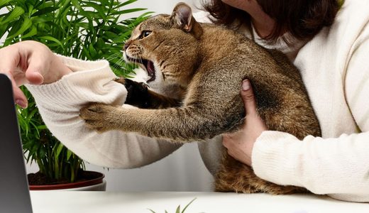 猫がコードを噛む理由と感電事故の防止対策｜100均グッズと安全配線術を解説