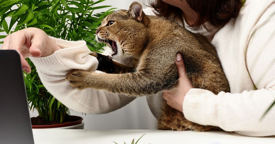 猫がコードを噛む理由と感電事故の防止対策｜100均グッズと安全配線術を解説のアイキャッチ画像