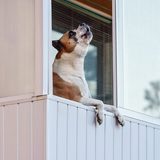【専門家監修】犬が留守番中に遠吠えする原因と防止対策5選｜近所迷惑を防ぐしつけ