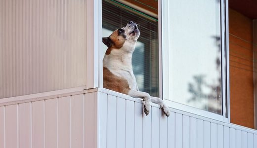 【専門家監修】犬が留守番中に遠吠えする原因と防止対策5選｜近所迷惑を防ぐしつけ