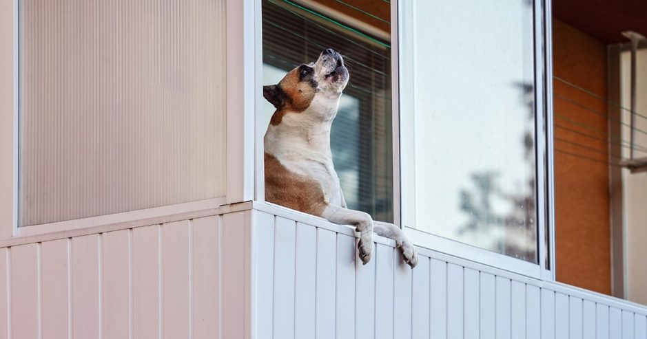 【専門家監修】犬が留守番中に遠吠えする原因と防止対策5選｜近所迷惑を防ぐしつけのアイキャッチ画像