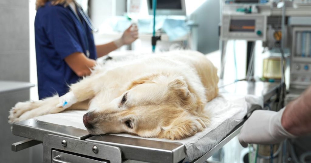 犬が階段を降りられない際に考えられる病気