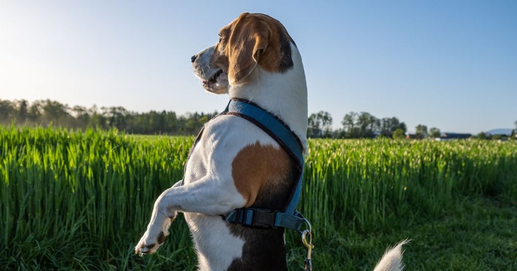犬のハーネス抜ける対策まとめ