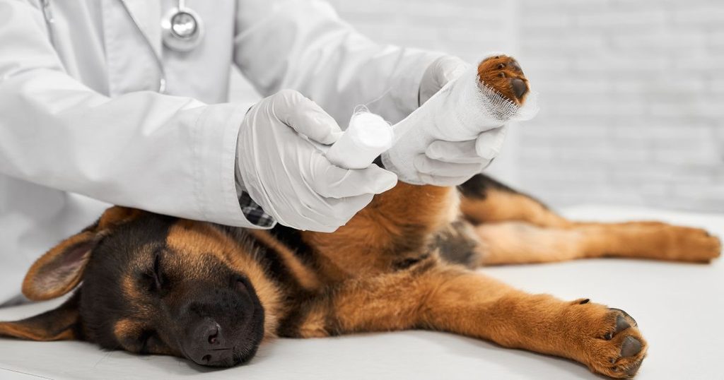 犬が階段を降りられない際に疑われるケガ