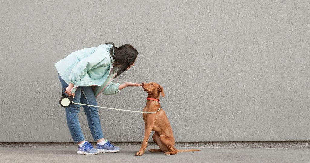 犬の留守番中の遠吠えを防ぐ効果的な対策5選のイメージ画像