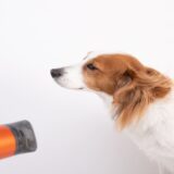 犬がシャンプー後のドライヤーを嫌がる理由とは？対処法や慣らし方を解説