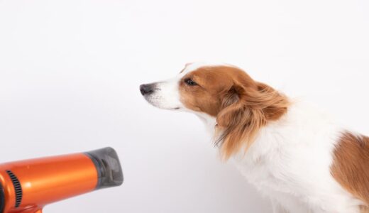 犬がシャンプー後のドライヤーを嫌がる理由とは？対処法や慣らし方を解説
