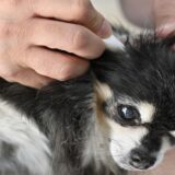 犬が耳掃除を嫌がる理由と対処法！自宅でできる正しい方法と注意点