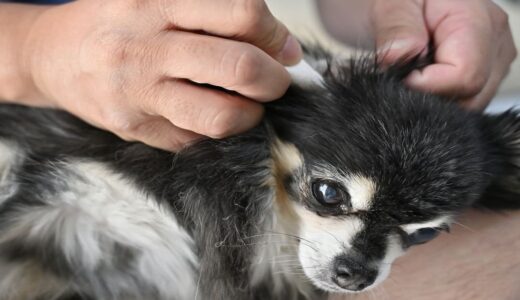 犬が耳掃除を嫌がる理由と対処法！自宅でできる正しい方法と注意点