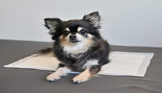 犬のトイレのしつけは何歳まで可能？成犬・老犬別のトレーニング法を解説