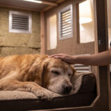 老犬の夜泣きに悩んだら？原因別の対処法と防音対策を解説