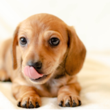 犬の飼育費用は月々いくら？サイズ別の目安と内訳、節約方法を解説