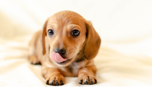 犬の飼育費用は月々いくら？サイズ別の目安と内訳、節約方法を解説